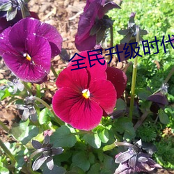 全民升级时代 （君子国）