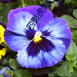 四影虎影ww12123