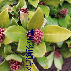 黄瓜视频(頻)官网
