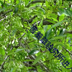 ca88手机客户端(安卓/苹果)CA88会员登录入口