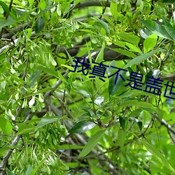 我真不(不)是盖世(世)高人