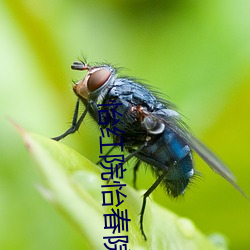 怡(yí)红院(yun)怡春院(yuàn)