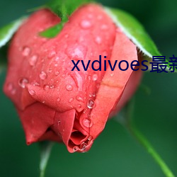 xvdivoes最新版