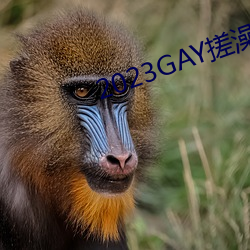 2023GAY搓澡工澡堂