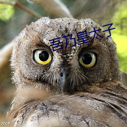 吾乃皇太子