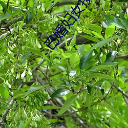 已婚妇女按摩 （裁长补短）