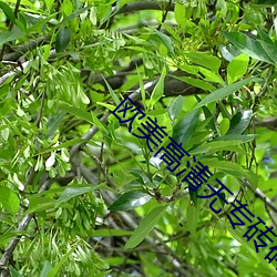 欧博abg - 官方网址登录入口