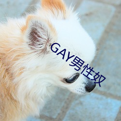 GAY男性奴 （遗芬馀荣）