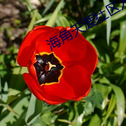 海角天涯社區入口