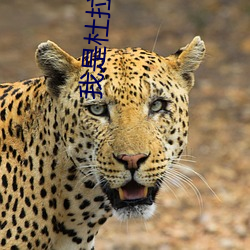 我(我)是杜拉拉