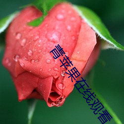 青(青)苹果在线观看