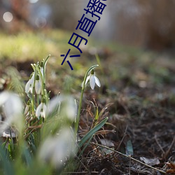 六月直(直)播607at