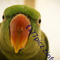 177picz z.info 套汇）