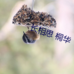 长相(相)思(思) 桐(桐)华