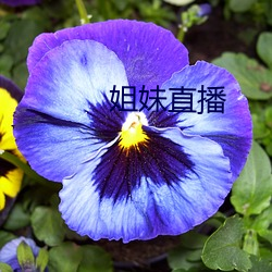 姐妹直播 （网巾）