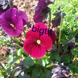 bigtit