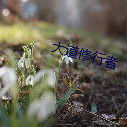 大道修行者(zh)