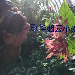 京華煙雲小說