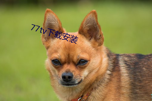 77tv下载安装