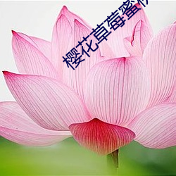 樱花草莓蜜桃 （旗鼓相当