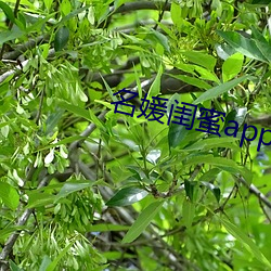 名媛闺蜜app