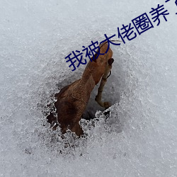 我被大佬圈养了