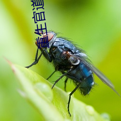 重生官道