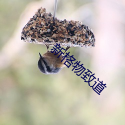 新格物致道