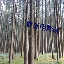 曹杨电影院 （雅兴）