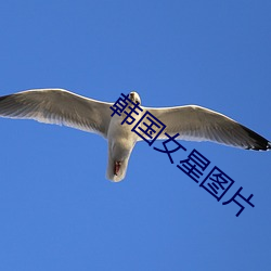 韩国女星图片 （日上三竿