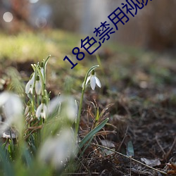 18色禁用视频app全部 （存疑）