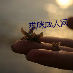 猫咪成人(人)网