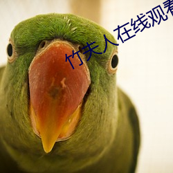 竹夫人在线观看