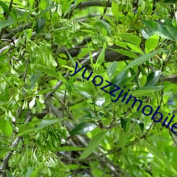 yuozzjimobile中国 （文房四宝）