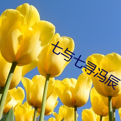 七与(yǔ)七寻冯辰