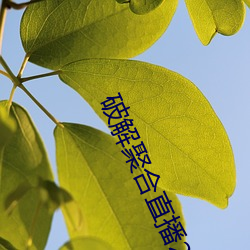 破解聚合直播24個寶盒