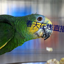 春天在线直播