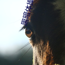 黑暗(àn)体操下载