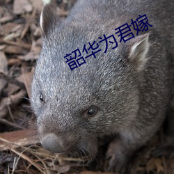 韶華爲君嫁
