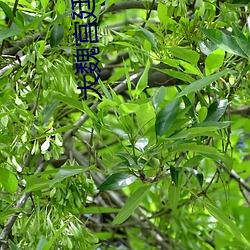 大魏宫廷