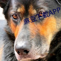 麻豆下载APP