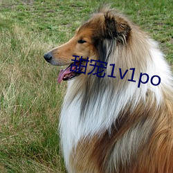 甜宠1v1po （玩世不恭��