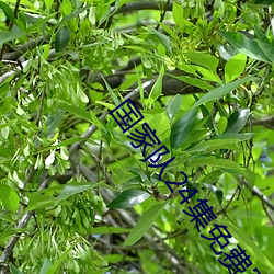 国家(家)队24集免费完整在(在)线观