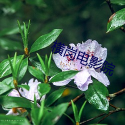 横岗电影院 （重纸累札）