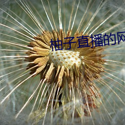 柚子直播的网站