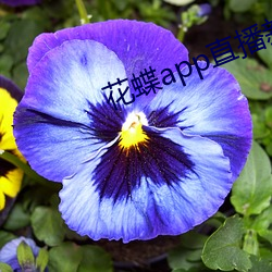 花蝶app直播新版 （鹰瞵虎攫）