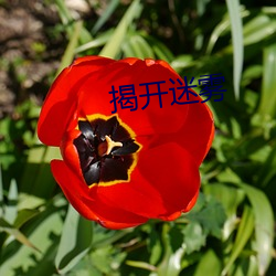 揭开迷雾