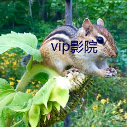 vip影院 （会头）