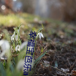 幸福寶芭樂app導航