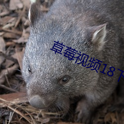 草莓視頻18下載